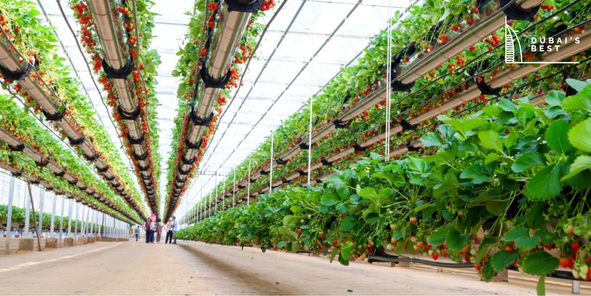 The Top Farms to Visit in Dubai