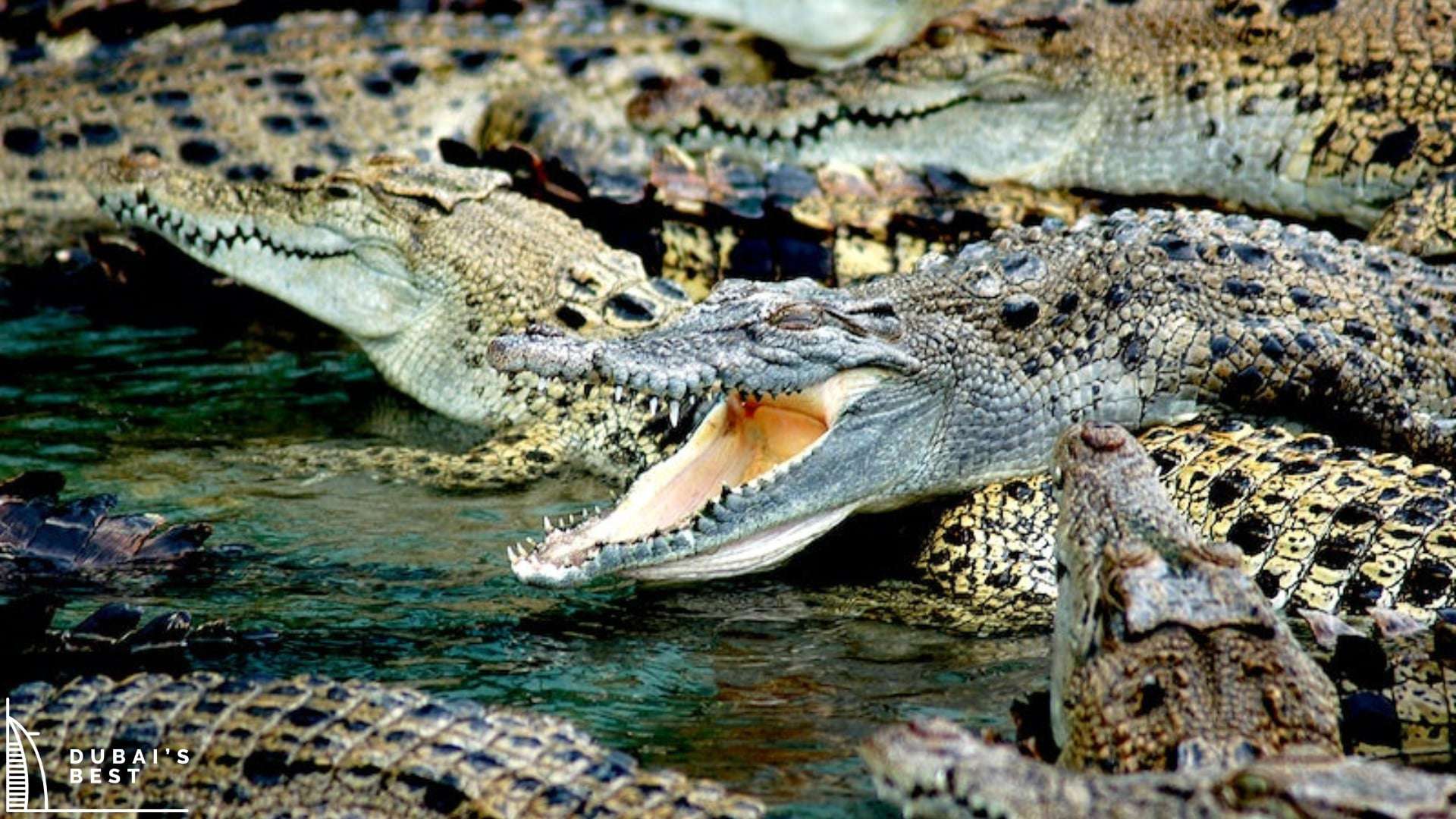 Dubai Crocodile Park A Guide to its Mesmerizing Exhibits