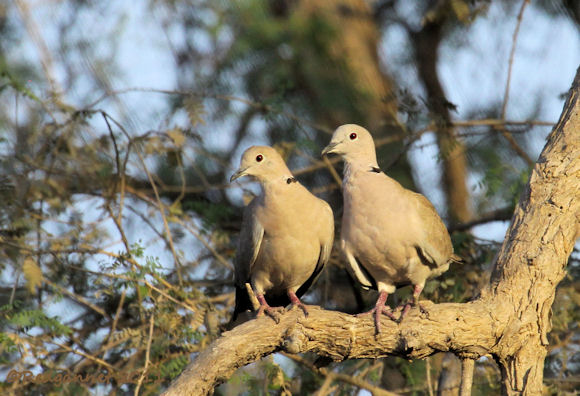 Go Bird Watching
