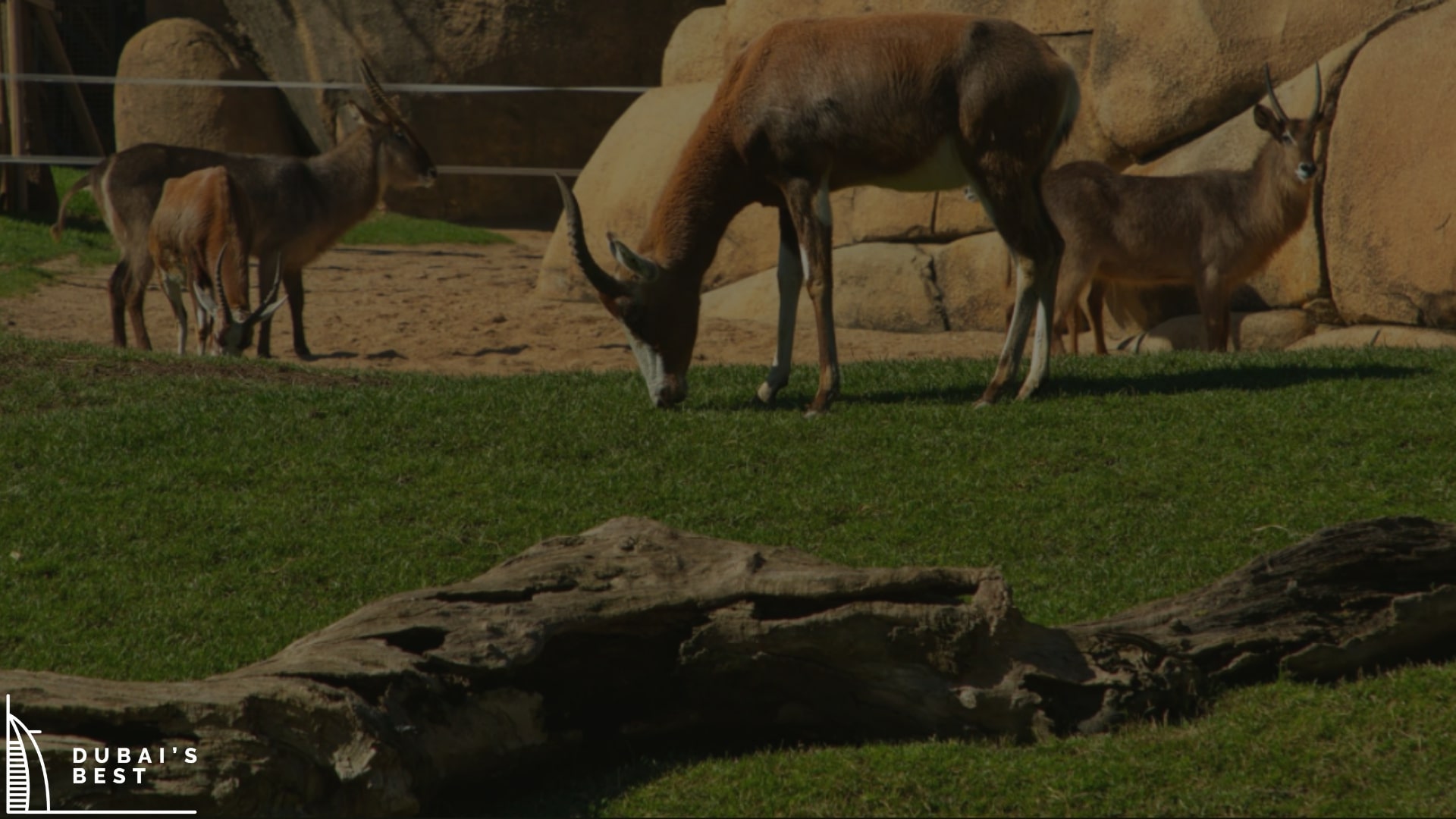 Safari Dreams The Best Dubai Zoos to Visit