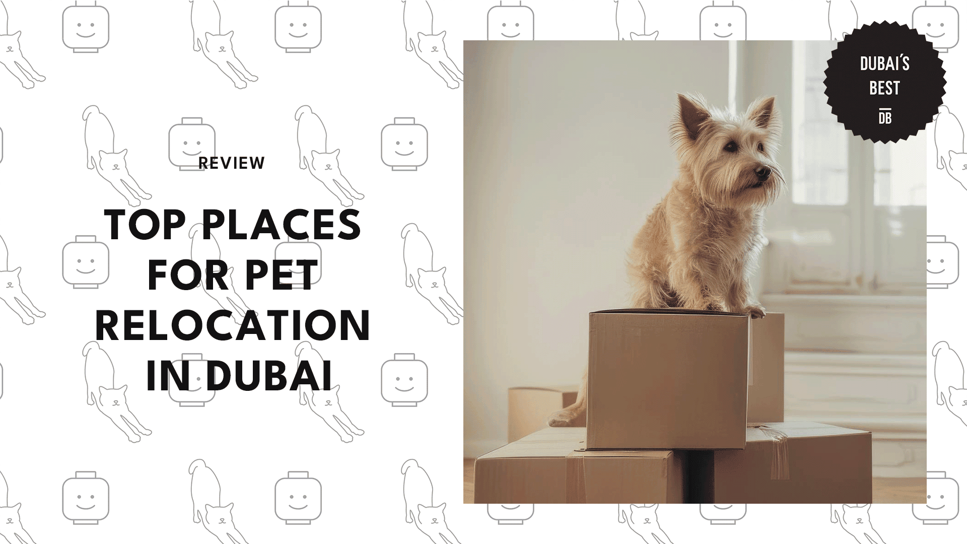 pet-relocation-in-dubai