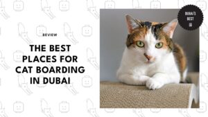 Best Places For Cat Boarding