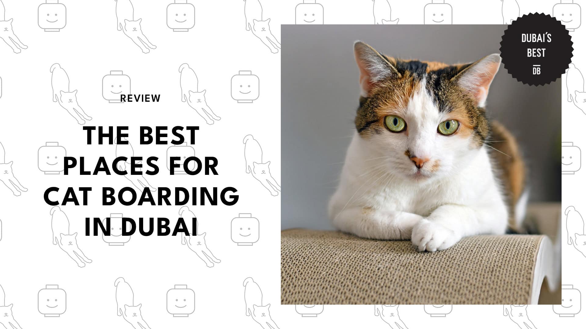 Best Places For Cat Boarding