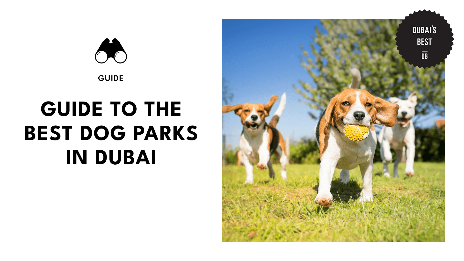 Best Dog Parks in Dubai