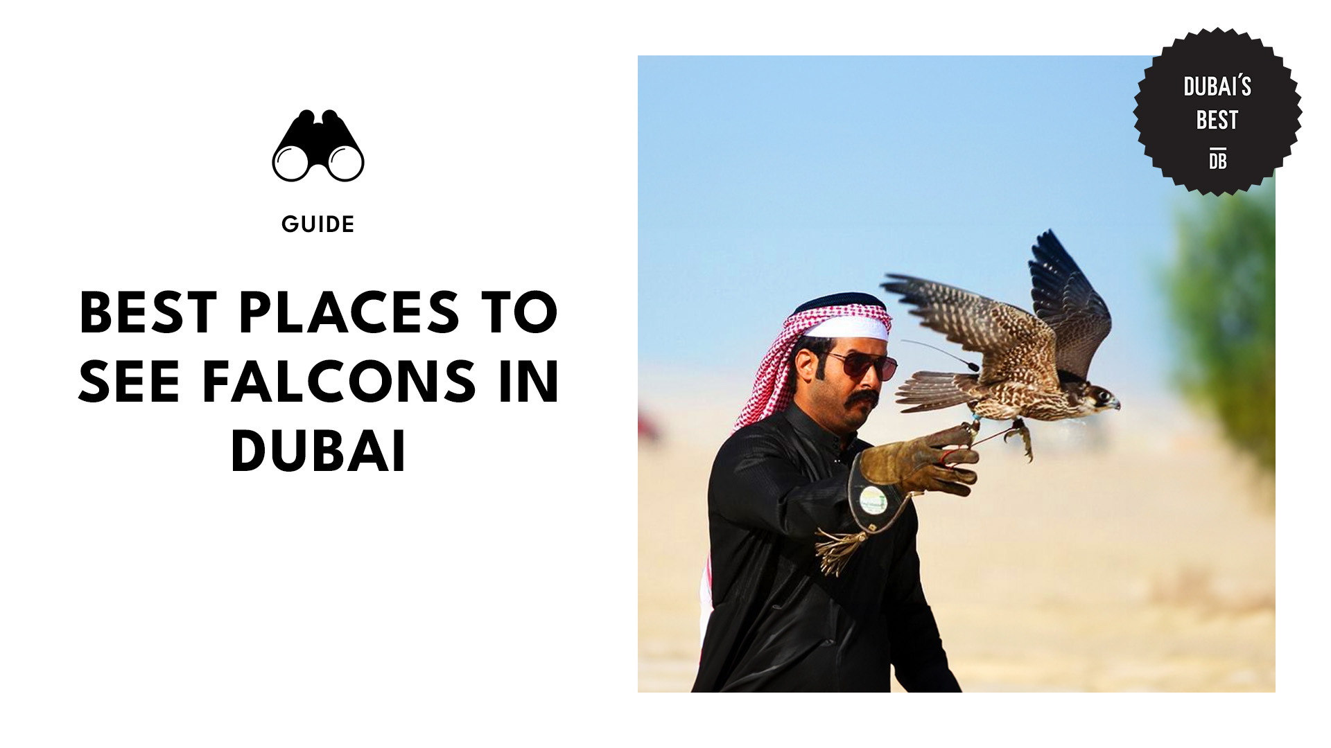 best-places-to-see-falcon-dubai