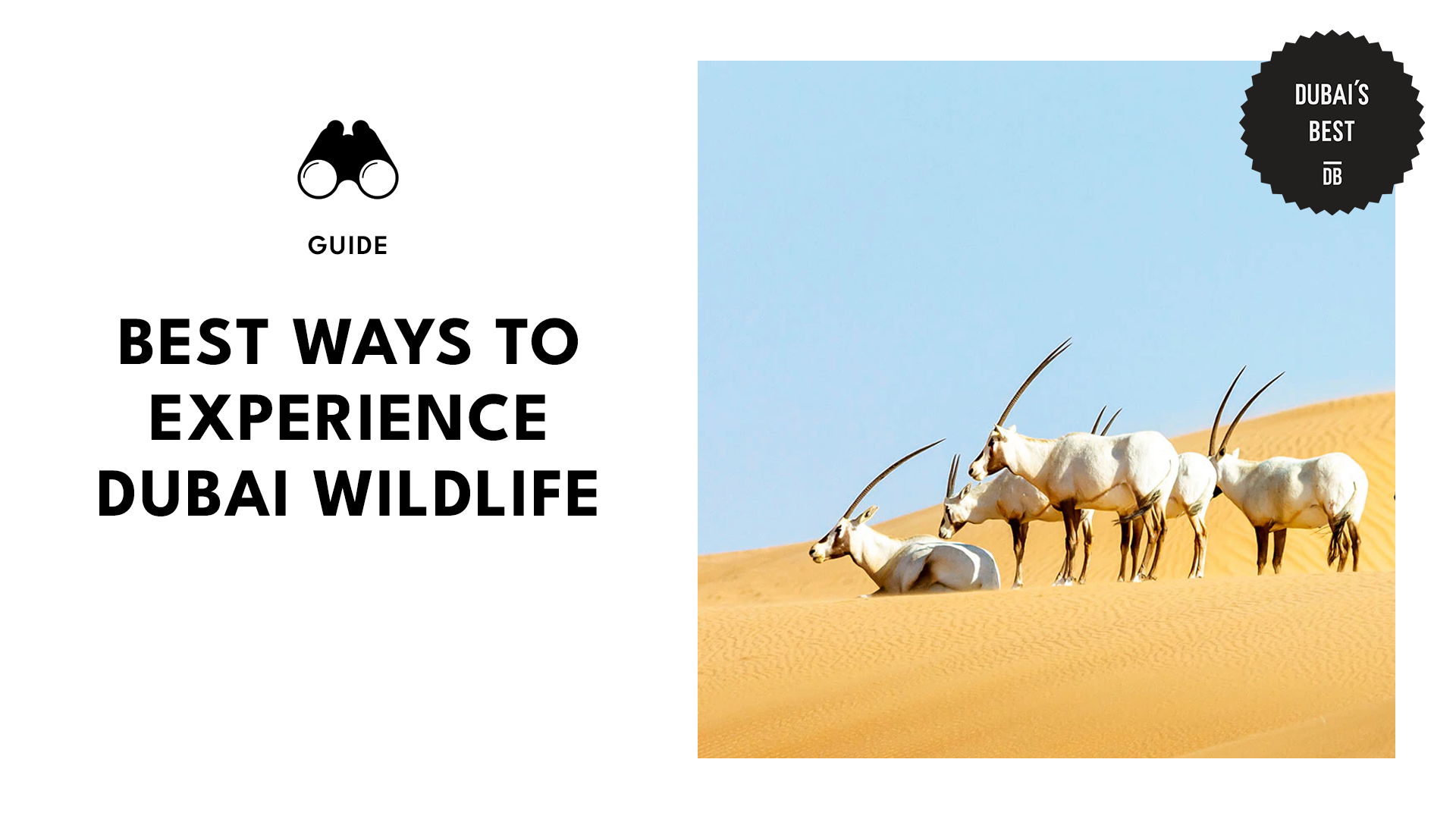 best-way-to-experience-dubai-wildlife