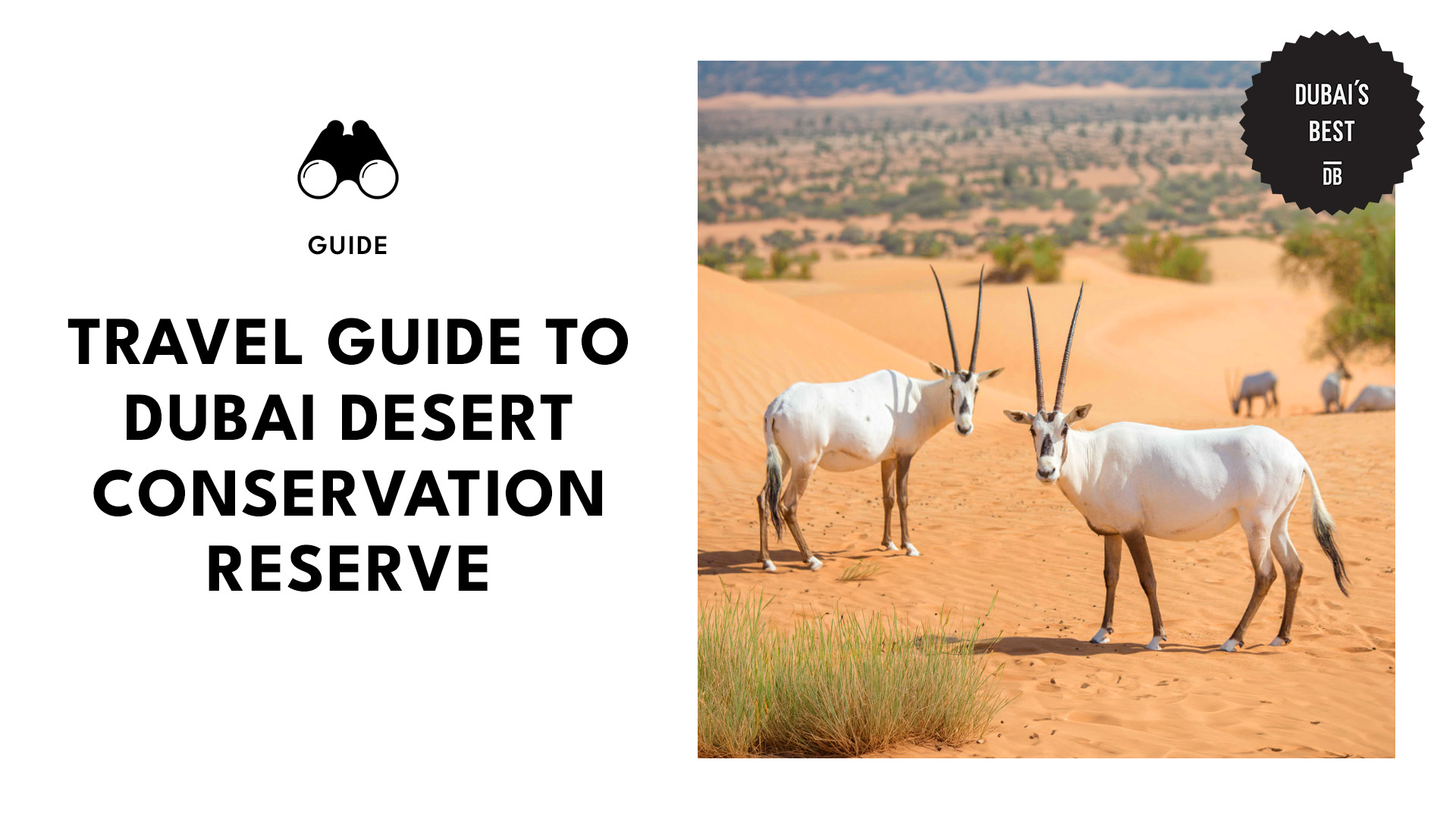guide-to-dubai-desert-conservation-reserve