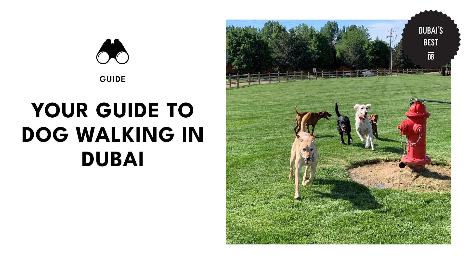 best-dog-walking-spots-dubai-banner